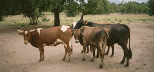 Zimbabwe Cattle