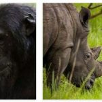 Uganda Wildlife and Economy
