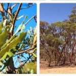 Australia - Types of Vegetation