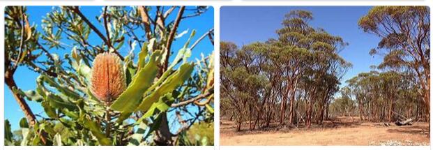 Australia - Types of Vegetation