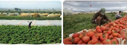 Jordan Agriculture