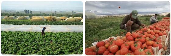 Jordan Agriculture