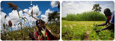 South Sudan Agriculture